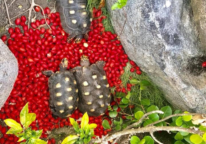 Digital Entertainment